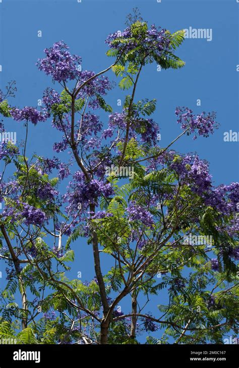 Image result for Purple Tree