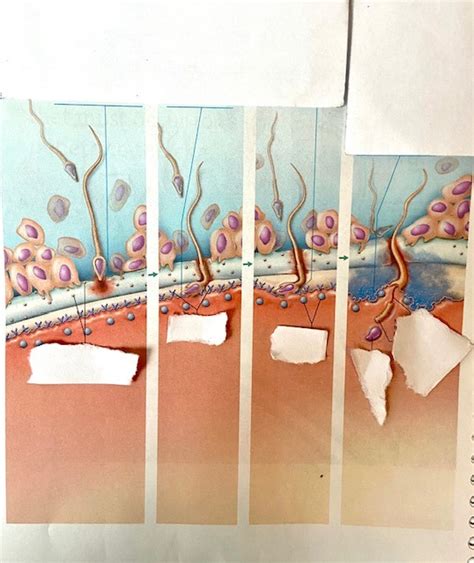 Image result for Process of Fertilization Diagram