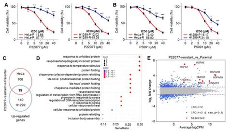 ER Stress-Activated HSF1 Governs Cancer Cell Resistance to USP7 ...