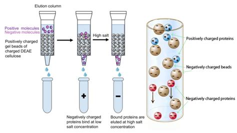 Image result for Competitive ELISA Protocol