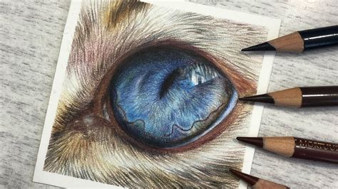 Rezultat imagine pentru Animal Coloed Pencil Tutorial