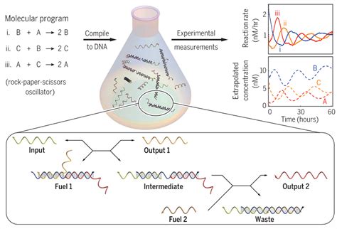 Image result for How to Program DNA