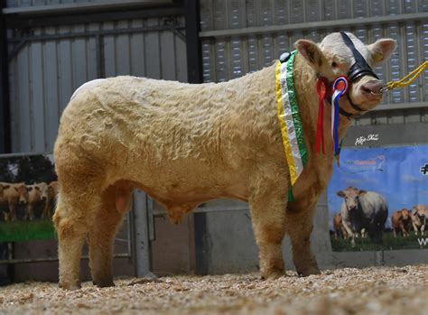 Mayo brothers secure €26,000 for 3 bulls at Christmas Cracker sale