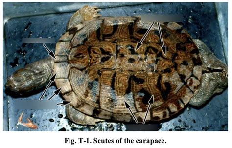 Image result for Turtle Shell Diagram