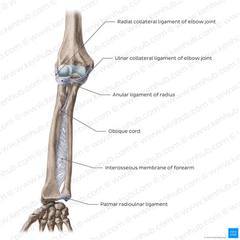 Elbow Joint Bones