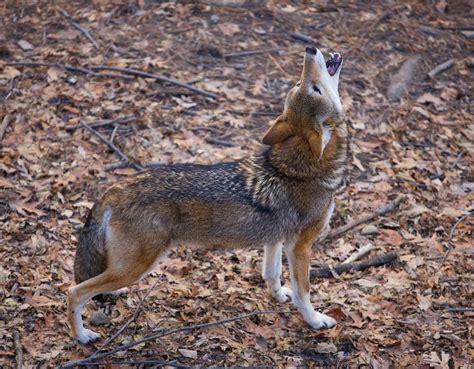 Image result for Wolves Howling Animal