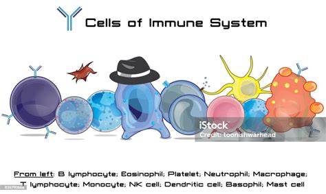 Biology Cartoon 的图像结果