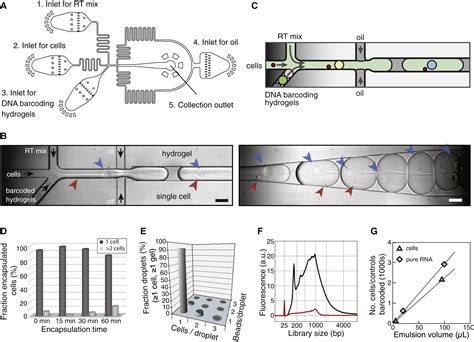 Image result for Single Cell Barcoding