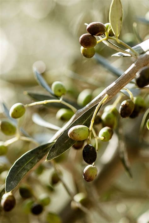 Olive Python Habitat 的图像结果