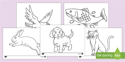 Lembaran Mewarna Haiwan Peliharaan (teacher made) - Twinkl
