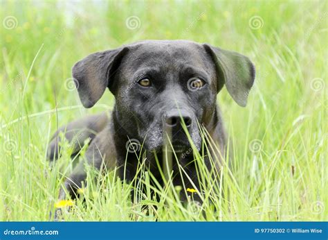 Black Bassador Lab Basset Hound Mixed Breed Dog Stock Photo - Image of ...