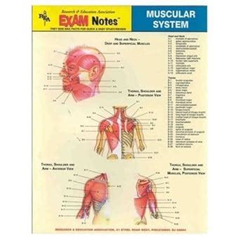 Buy Exam Notes Muscular System St Book Online at Low Prices in India ...