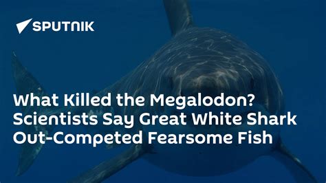 What Killed the Megalodon? Scientists Say Great White Shark Out ...