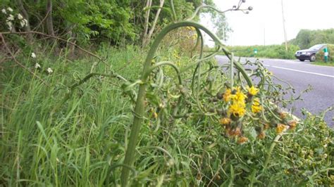 Survey finds most hedgerows will die if they are not actively managed ...