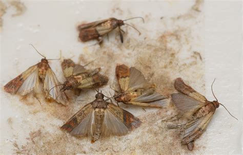Pantry Moth Life Cycle