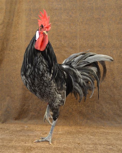 Andalusian Chicken Poultry Rare Softfeather Large | RARE BREEDS