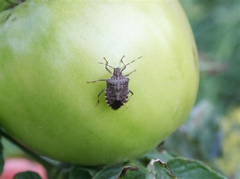 Do Stink Bugs Damage Tomatoes - How To Get Rid Of Leaf-Footed Bugs On ...