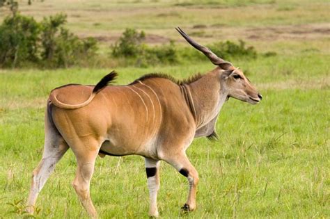 Eland Tutorial Python 的图像结果