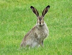 Image result for Turkey Bunnies