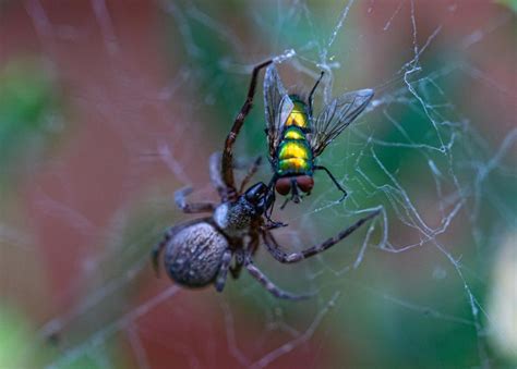Image result for Spider Web Fly