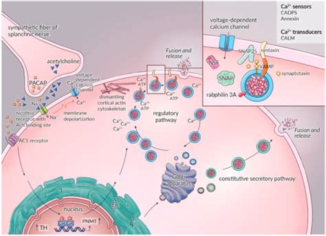 Intricacies of the Molecular Machinery of Catecholamine Biosynthesis ...