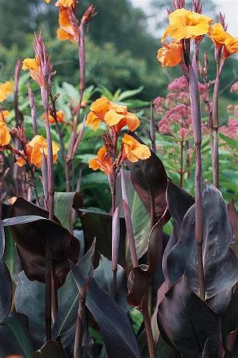 Wyoming Canna Lily Large Bulbs Live Plant - Etsy