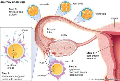 Pathway Of An Ovum After Ovulation Ovulation Nucleus Health