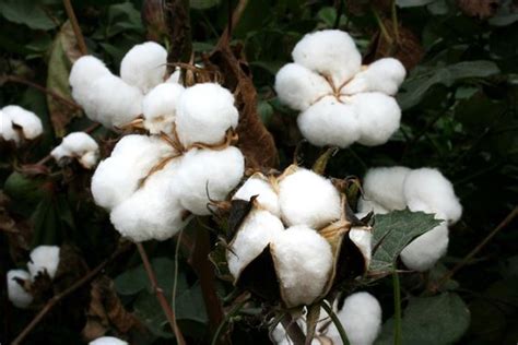 2020年全国棉花总产量591万吨 单产有所提高