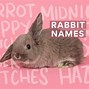 Image result for Cute Names for Moon Rabbit