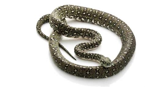 Image result for Diamond Python Pet