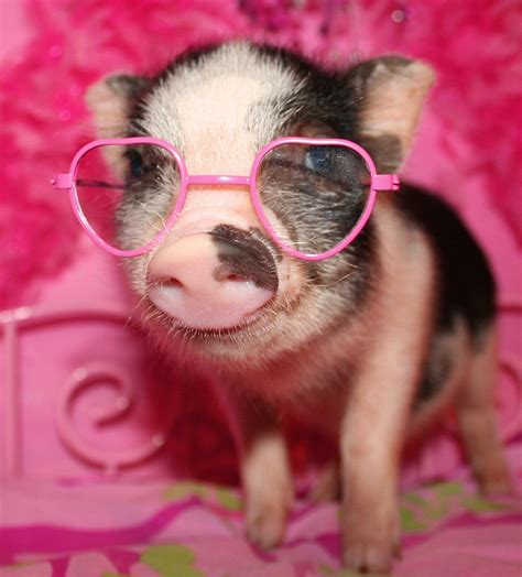Pictures Of Cute Baby Pigs