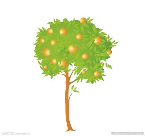 金桔树和金橘树的区别 金桔树和金桔树是一类吗 - 鲜淘网