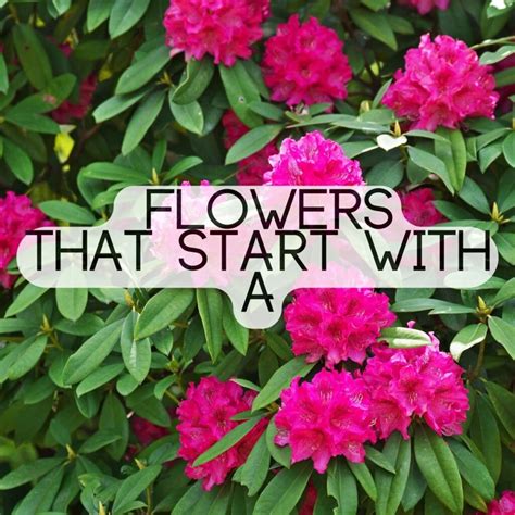 Flowers Start With A N at Bridget Mireles blog