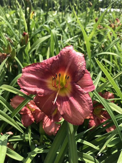 Daylily Rosy Returns 1g (Hemerocallis 'Rosy Returns') – Richardson Roots