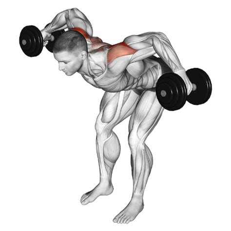Image result for Bent Over Dumbell Flys Using Bench