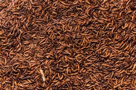 Anise texture Photos - Download Free High-Quality Pictures | Freepik