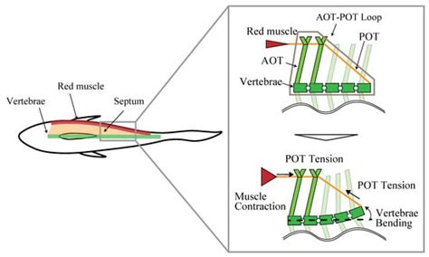 Biomimetic Soft Underwater Robot Inspired by the Red Muscle and Tendon ...