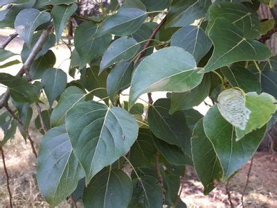Populus L. | Plants of the World Online | Kew Science