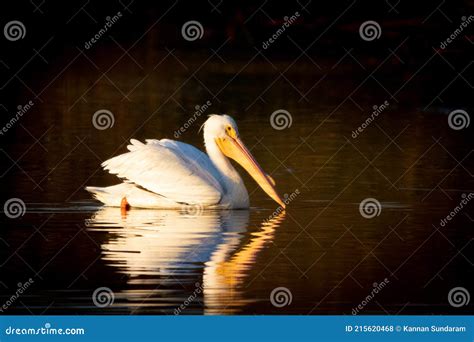 American White Pelican at San Joaquin Marsh Wildlife Sanctuary in ...