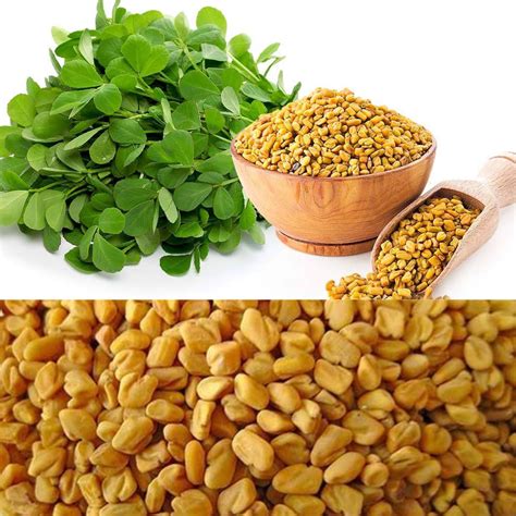 Methi Seed | Fenugreek Seed for Home Garden, Sowing, | Sag Methi Biyaran | Ventayan Seed | Methe ...