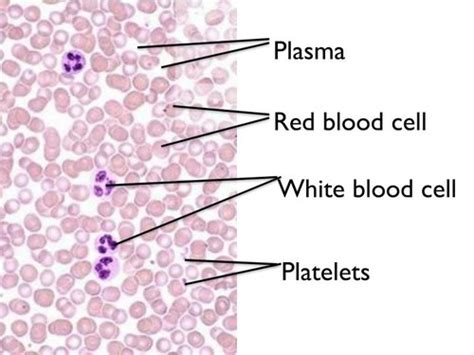 Image result for ABC Code Names