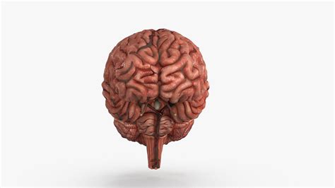 Image result for Brain Machine Learning Vector