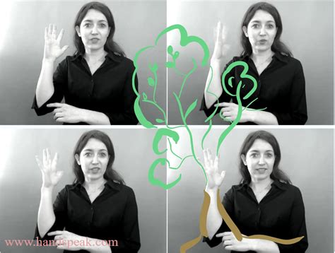 TREE • ASL Dictionary