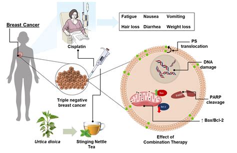 Urtica dioica Leaf Infusion Enhances the Sensitivity of Triple-Negative ...