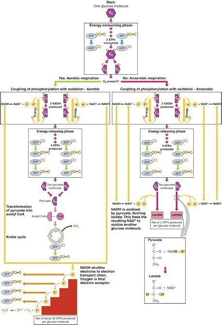 aerobic glycolysis..???Need flowchart - Brainly.in