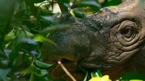 Sumatra: The Call of the Rhinoceros | BBC Learning Hub