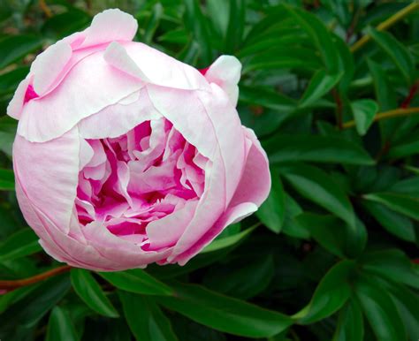 «peony bloom» HD Wallpapers