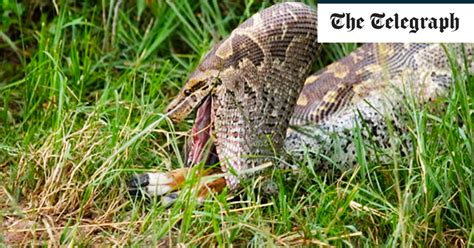 Python Swallow an Impala Whole 的图像结果