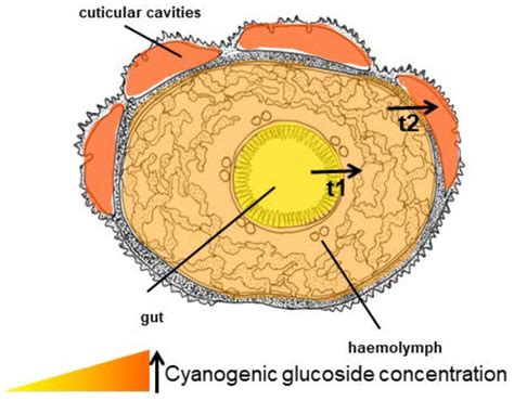 Cyanogenesis in Arthropods: From Chemical Warfare to Nuptial Gifts