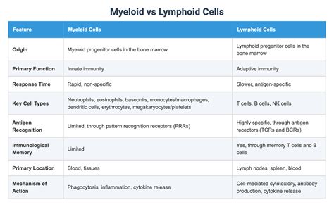 Myeloid vs Lymphoid Cells
